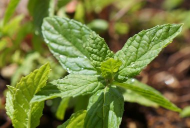 Damla oe su ile sığ Dof nane