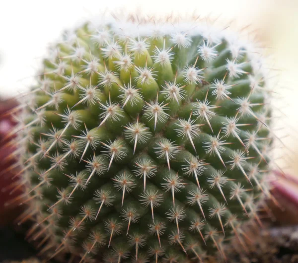 Cactus redondo — Foto de Stock