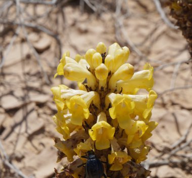 Çöl Broomrape çiçeği