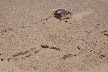 Leopar, Güney İsrail Tapınağı