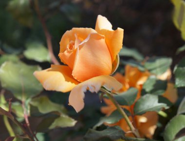 Gül Bahçe, seçici odak