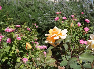 Gül Bahçe, seçici odak