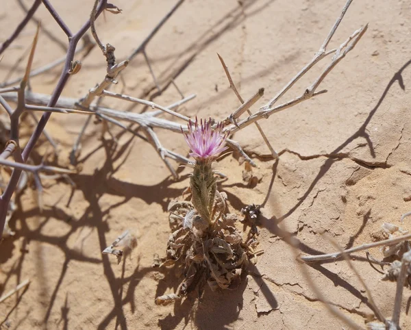 Flor del desierto —  Fotos de Stock