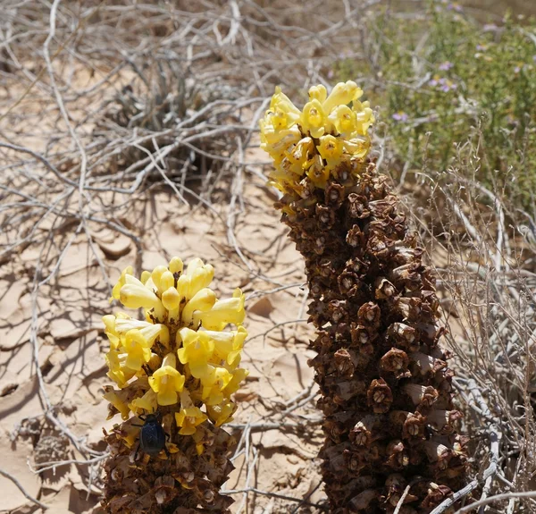 사막 Broomrape 꽃 — 스톡 사진