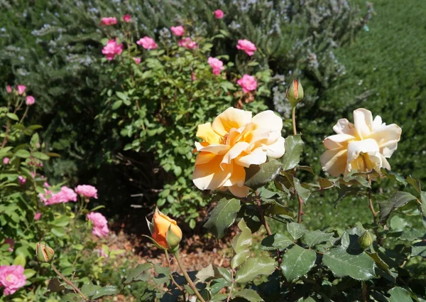 Rozen in de tuin, selectieve focus — Stockfoto