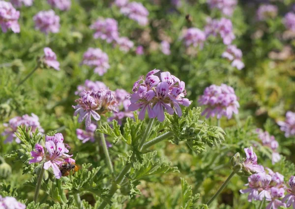 Voňavé zelené pelargonium selektivní zaměření — Stock fotografie