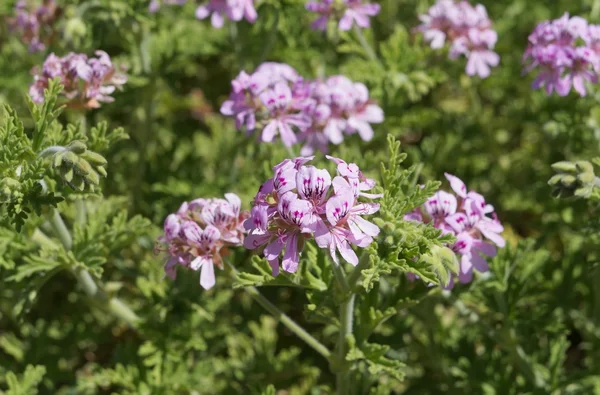 Pelargonio de hoja perfumada, enfoque selectivo —  Fotos de Stock