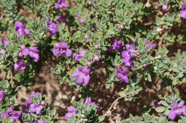 Eremophila nivea mor çiçekler çiçek