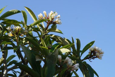 plumeria blanca flor