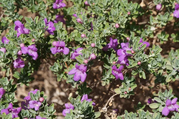 Eremophila nivea flores roxas flor — Fotografia de Stock