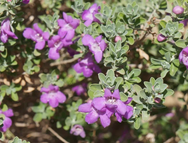 Eremophila ニベア紫の花が咲く — ストック写真