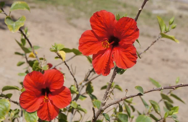 Hibiscus rouge en pleine floraison — Photo