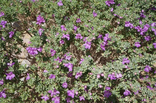 Eremophila nivea fleurs violettes fleurissent — Photo