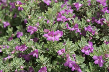 Eremophila nivea çiçeği