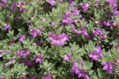 Eremophila nivea blossom clipart