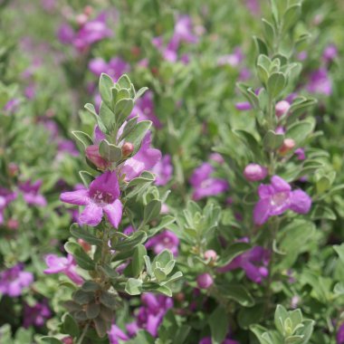 Eremophila nivea çiçeği