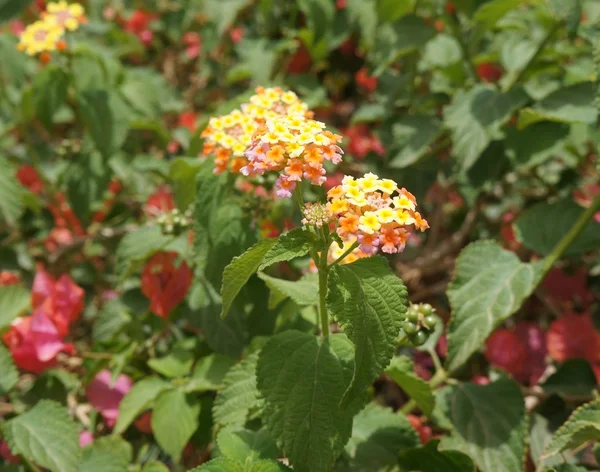 Lantana camara άνθος — Φωτογραφία Αρχείου