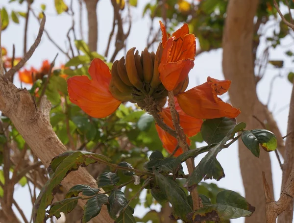 Spathodea campanulata flor — Foto de Stock