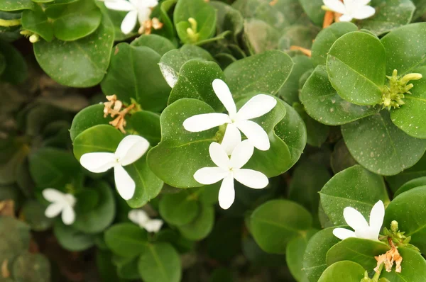 Fleurs de Carissa grandiflora — Photo