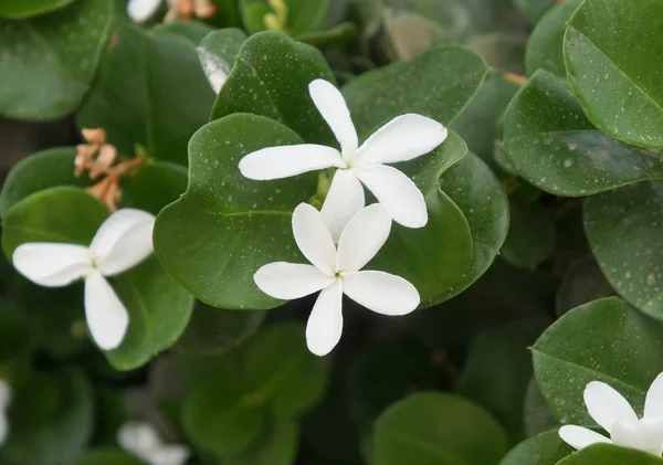 Carissa grandiflora çiçeği