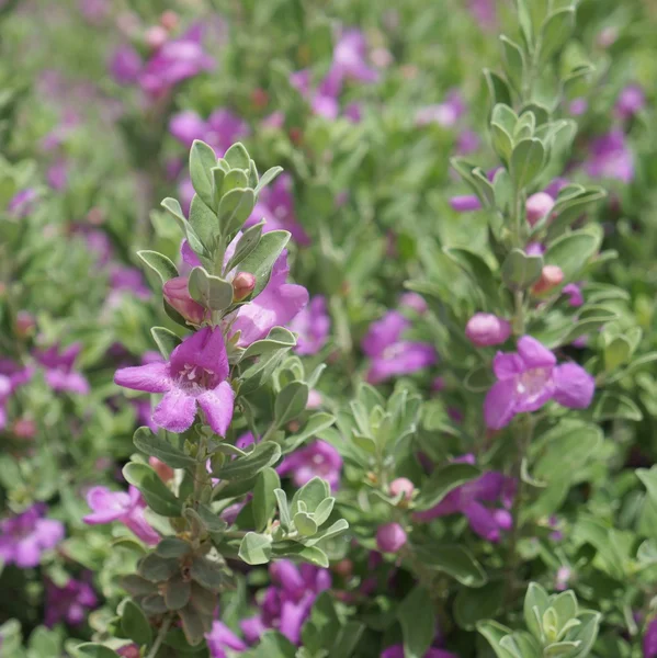 Eremophila nivea flor —  Fotos de Stock