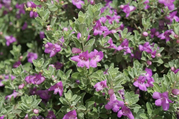 Flor de Eremophila nivea Fotografia De Stock