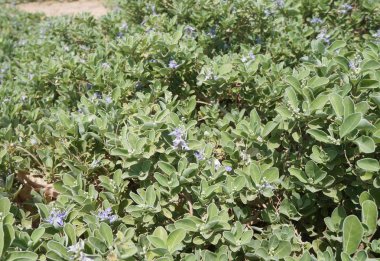 Menekşe çiçek çiçek ve bitki örtüsü