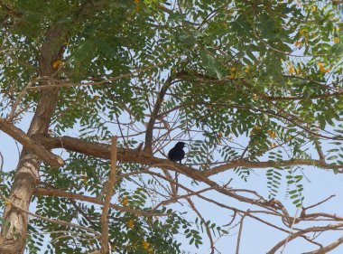 Tipuana tipu ağacında bloom ve mavi kuş