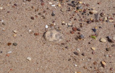 Deniz anası ile kum arka plan