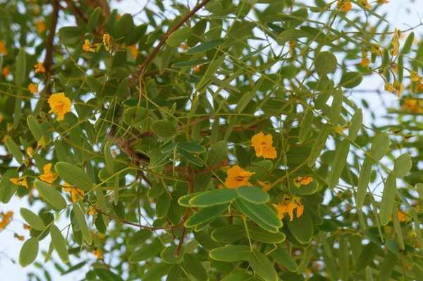 Tipuana tipu tree in bloom — Stock Photo, Image