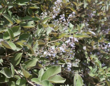 Menekşe çiçek çiçek