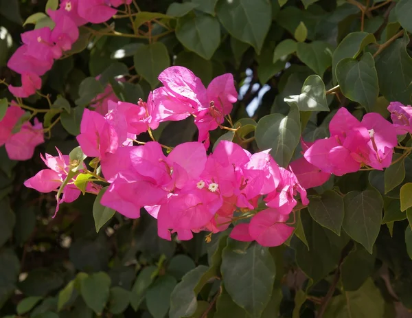 Pink bougainvillea blossom — Stock Photo, Image