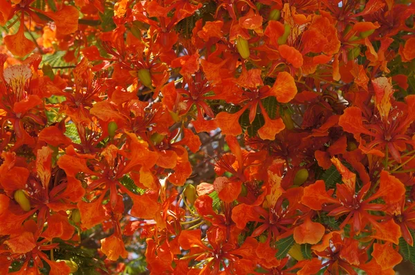 Delonix regia Blüte — Stockfoto