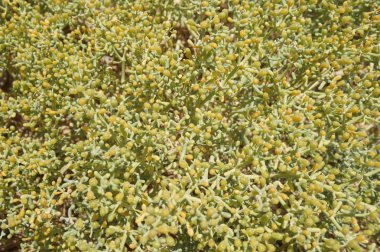 Zygophyllum albüm