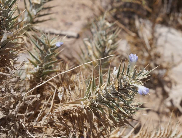 Blepharis ciliaris flowers — Stok Foto