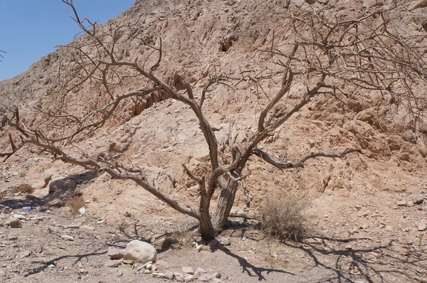 Kuru akasya ağacı — Stok fotoğraf