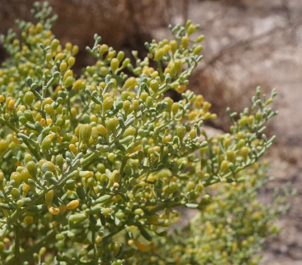 Zygophyllum albumu — Zdjęcie stockowe