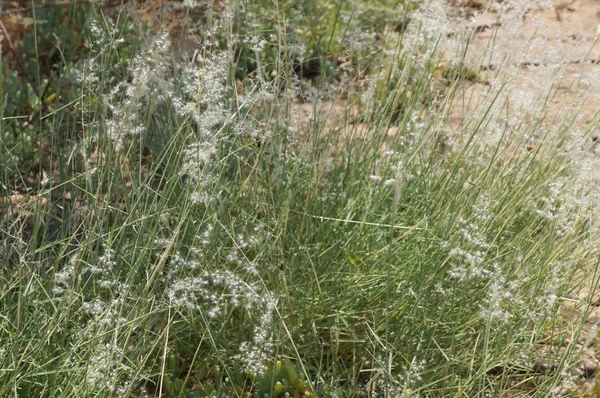 Feather-grass blossom — Stock Photo, Image