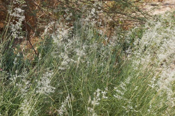 Feather-grass blossom — Stock Photo, Image