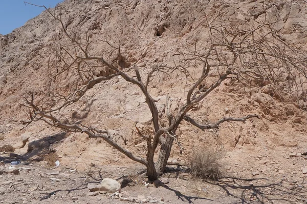 Árbol seco de acacia —  Fotos de Stock