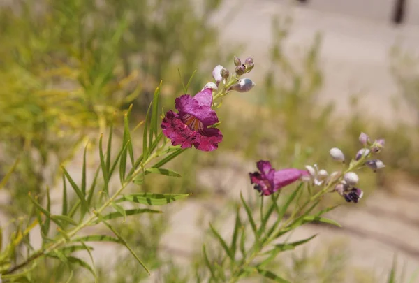 Квітка пустельної верби (Chilopsis linearis) — стокове фото
