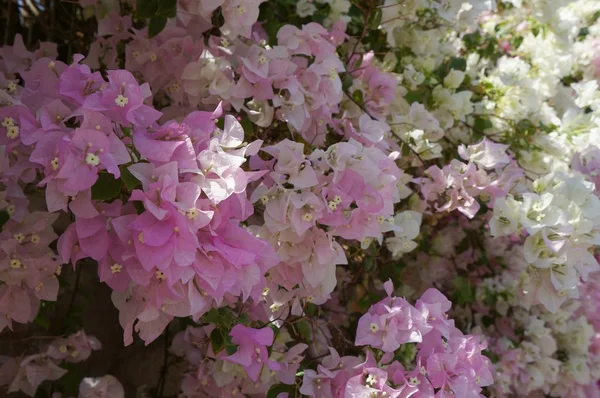 Begonvil çiçeği, seçici odak — Stok fotoğraf