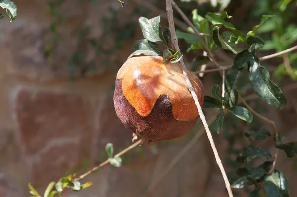 빨간 석류 — 스톡 사진