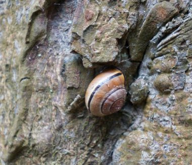 Ağaçtaki salyangoz