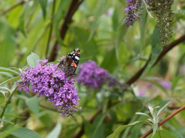 Kırmızı Amiral Buddleja Bush