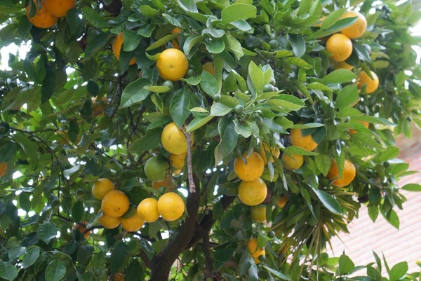 柑橘系の果物の木に — ストック写真