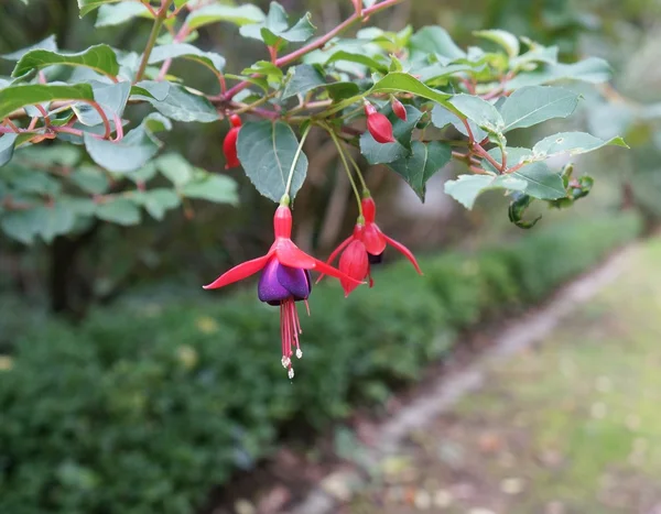 Fuchsia en fleur — Photo