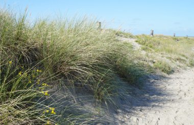 Çimenli kum tepeleri