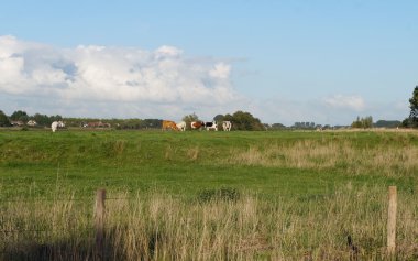 Hollanda inek ile tarım arazileri