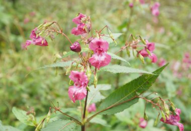 Impatiens Tagetes çiçeği